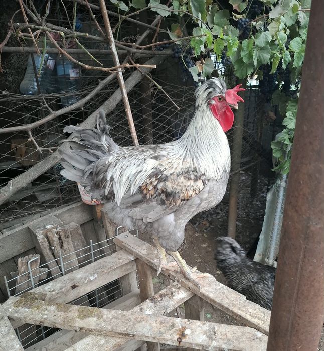 Cocos de vânzare