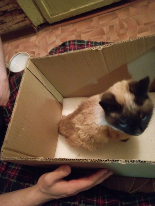 Отдам котёнка сиамский.