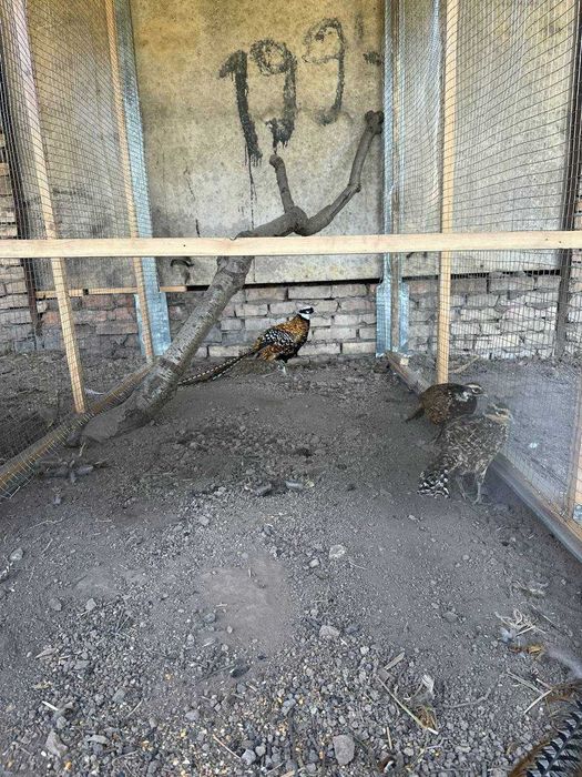 Продам королевский  фазан  пара    Взрослые . самка и самец