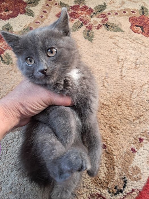 Котенок пепельный окрас, 2 мес.