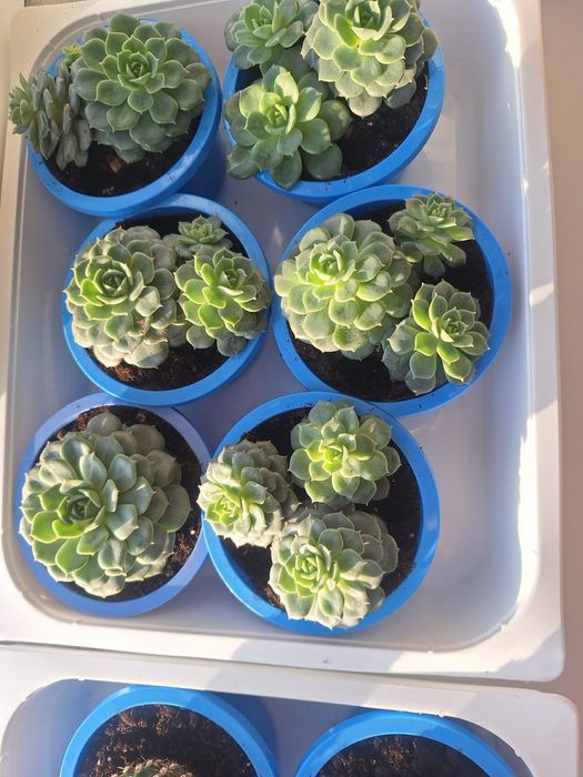 Комнатные цветы каменная роза