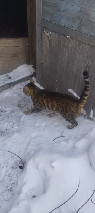 Продам бенгальского кота
