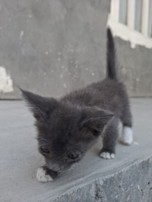 Продается котят мейн кун