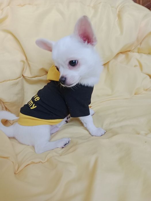 Щенки Чихуахуа 3 месяца.