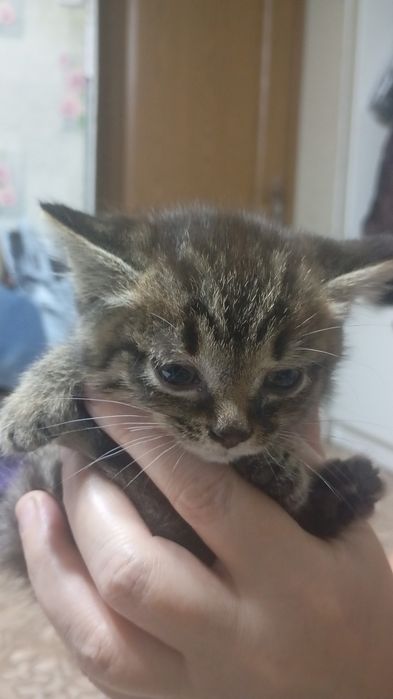 Отдам бесплатно котят Черный мальчик