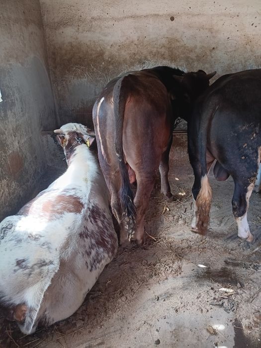 Vând taurasi de la 300 de kg până la 500 de kg. Preț 25 de lei  pe kg