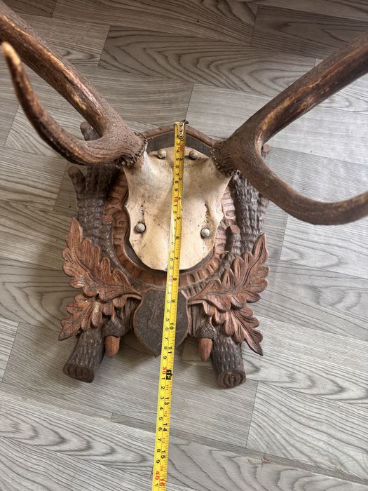 Coarne de cerb cu panoplie