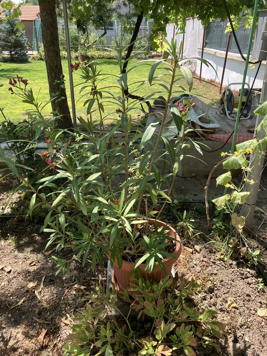 Лянове бели и червени 1.2 м