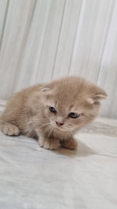 скотиш фолд 2та угил