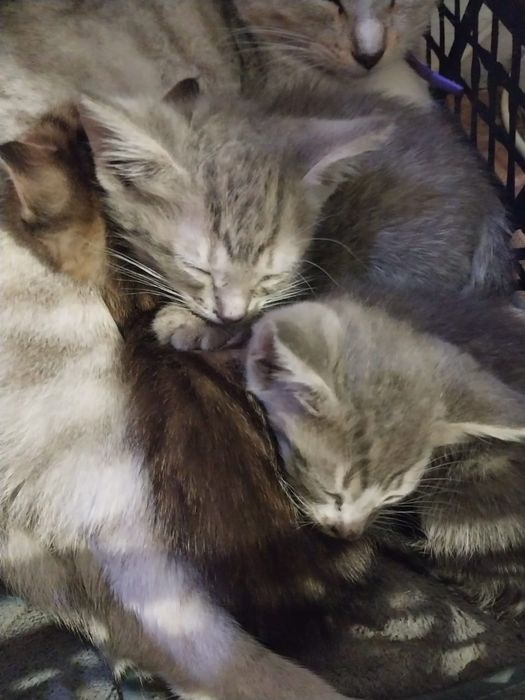Котята в добрые руки
