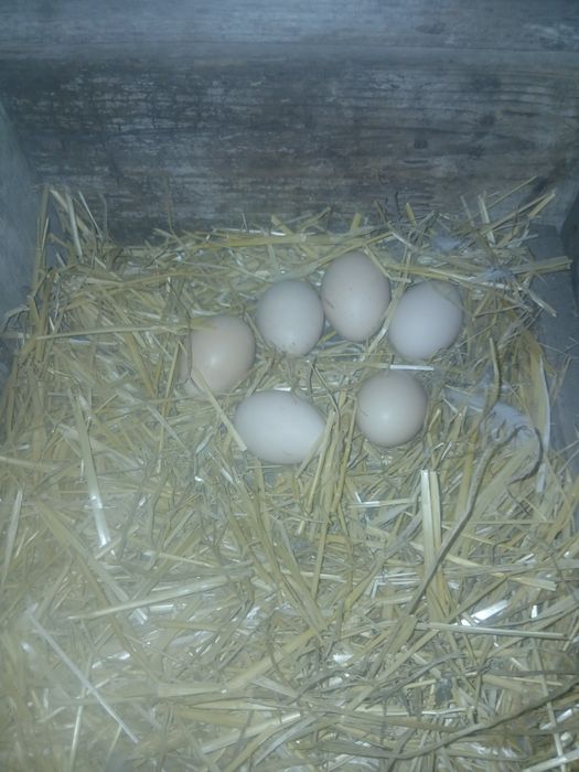 Ouă de păun arlechin și umeri negrii