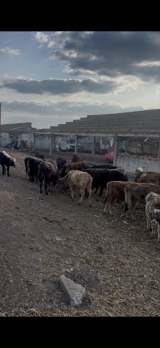 Bovine de vanzare urgent!!!