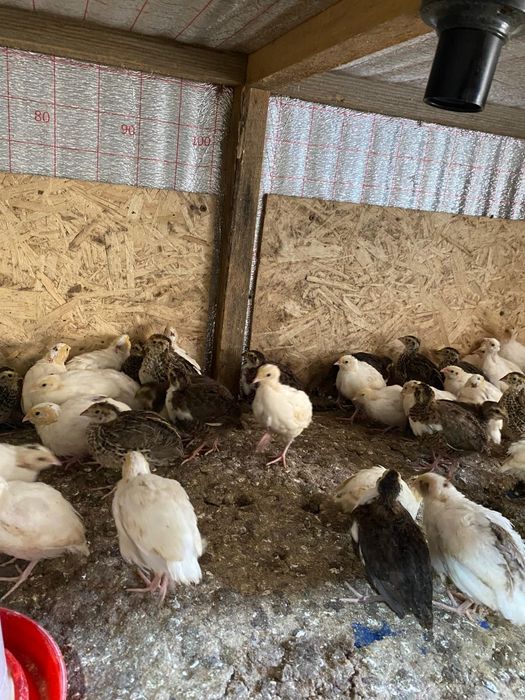 Бодене, Перепелка