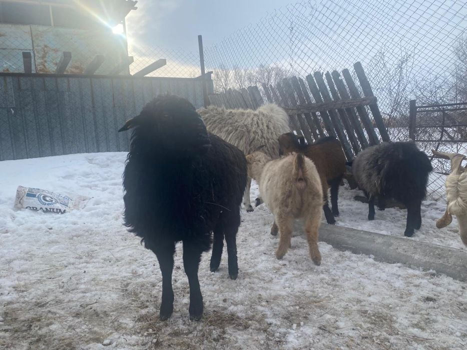 Ешкылер Сатылады