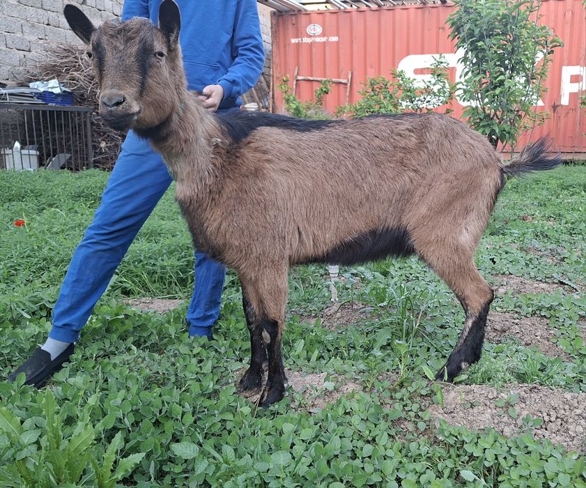 Alpin echki sotiladi  Алпин эчки прадаётся