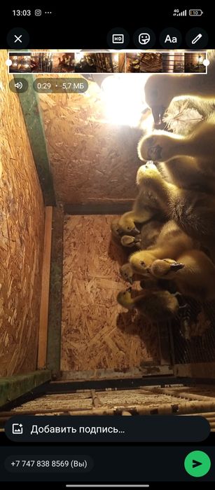 Продаются несушки