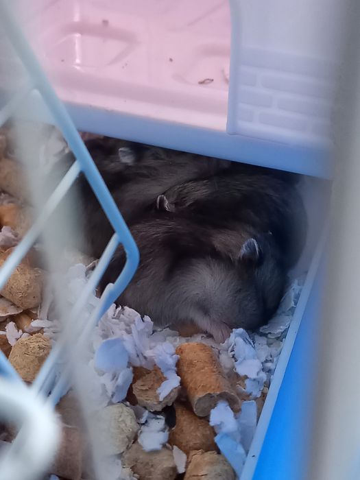 Продам маленьких хомяков