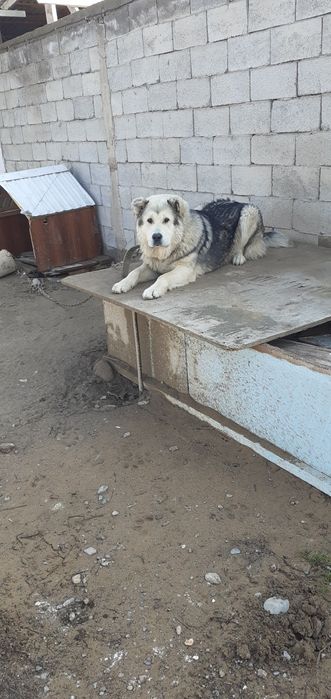 Ит сатылады бағасы 20к