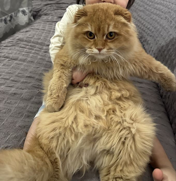 Uy mushugi sotiladi sog’lom