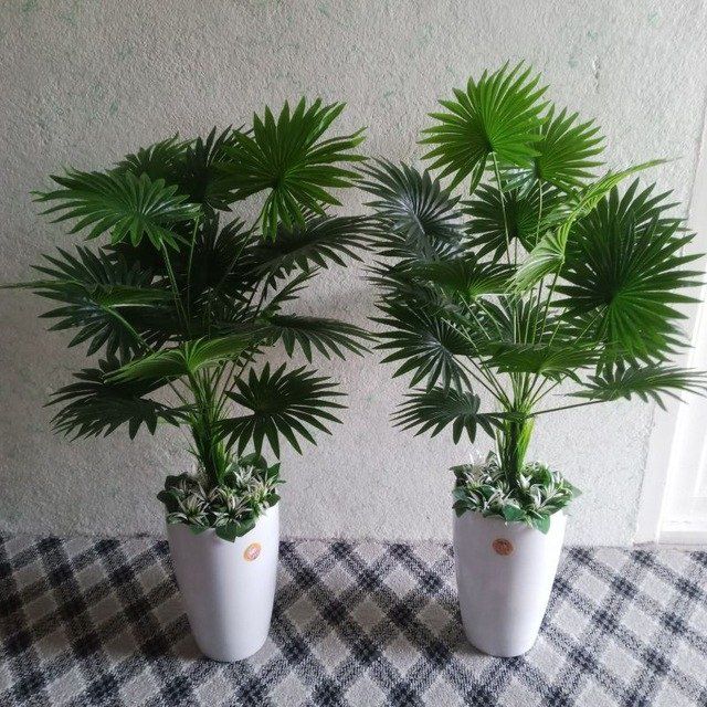 Катта дарахт гуллар палмалар