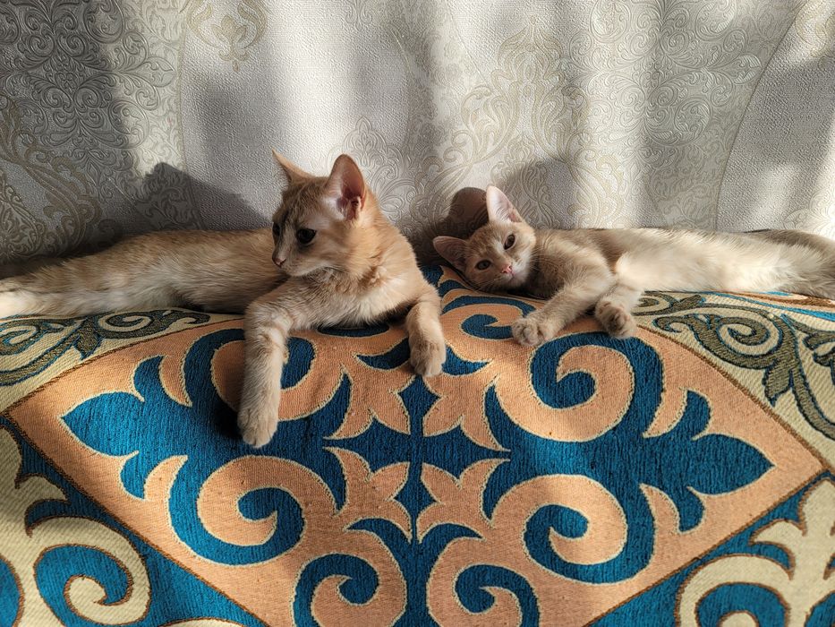 Бесплатно отдам котики