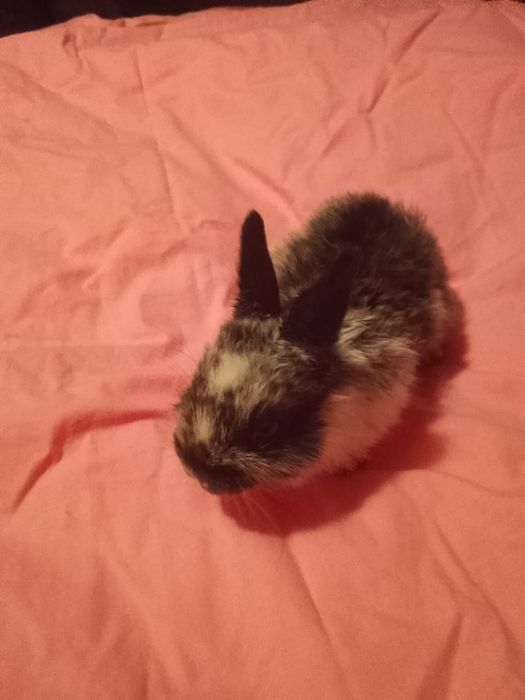 Декоративные кролики