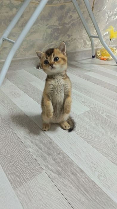 Шикарные котята здоровые игривые