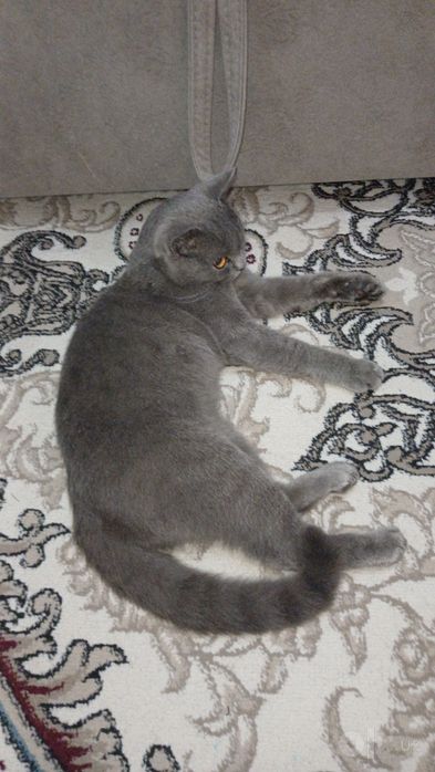 Британский Котик