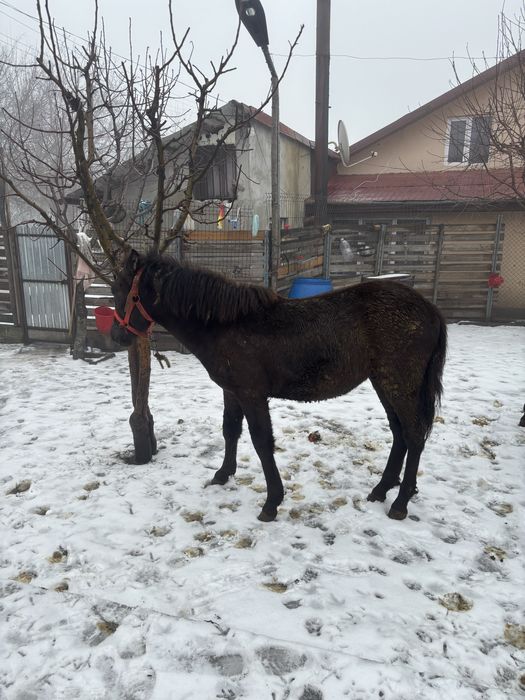 Cai de vanzare pentru tras la caruta