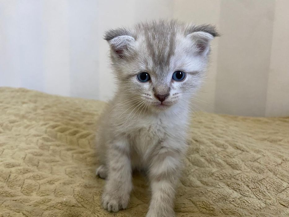 Веслаухий котята