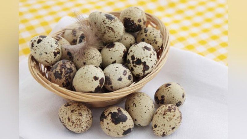 bedana tuxumi sotiladi ishonchli va ko’p miqdorda