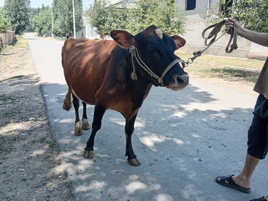 Grenford sigir sotiladi