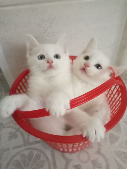 Продаются котята