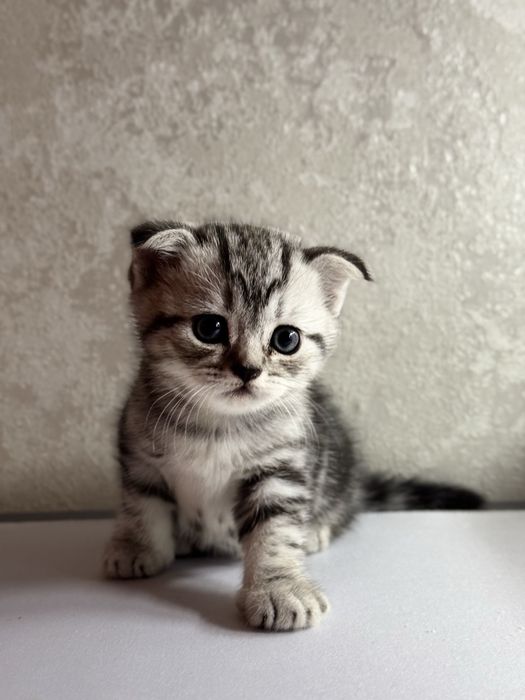 продам шотланских котят