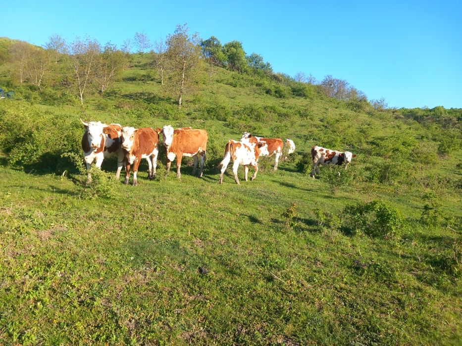 Văcuțe juninci de vânzare