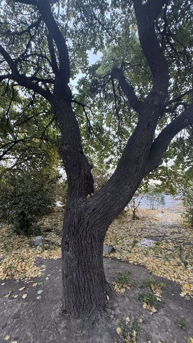 Утин урик дарахт