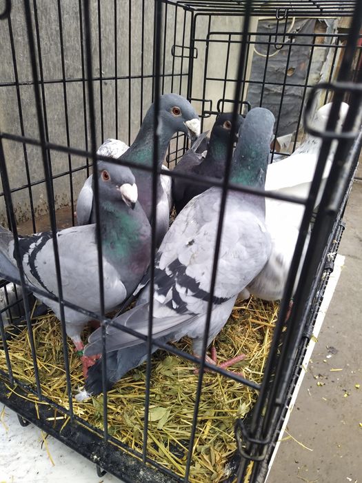 Vand Porumbei german