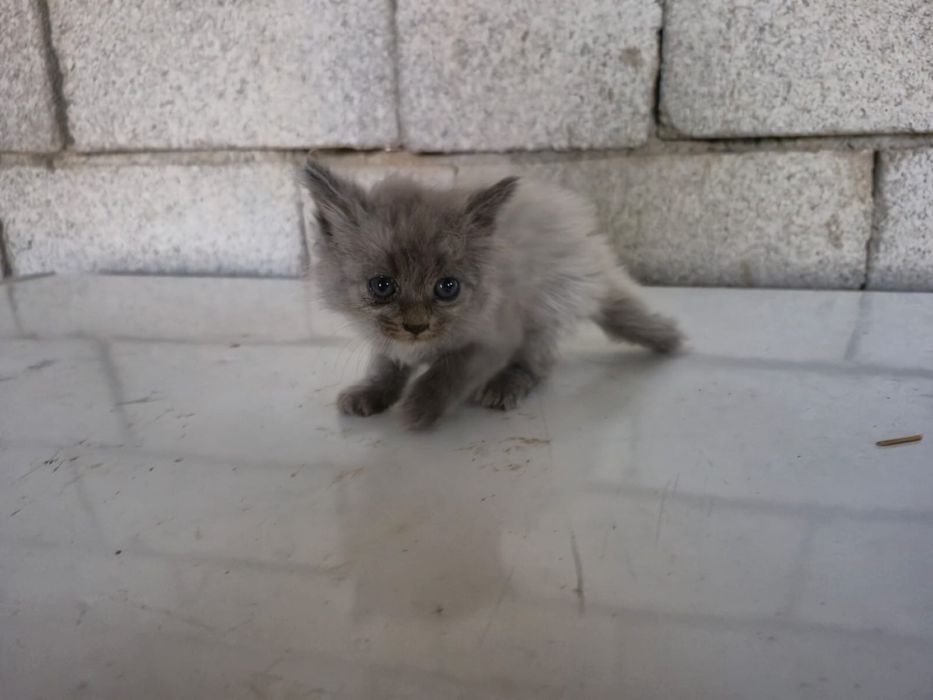 Котята в хорошие руки