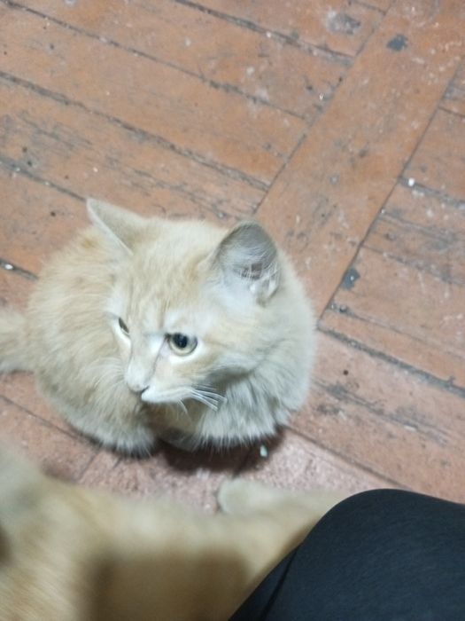 Отдам в хорошие руки двух молодых котов красивые .