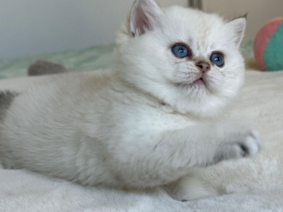 British  silver shaded point