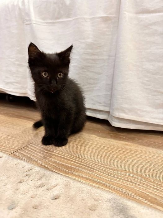 Черный котёнок (8 недель)