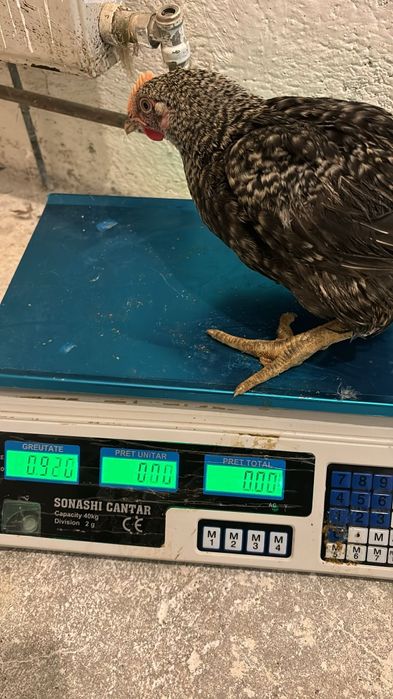 Pui albi și rasă mixta