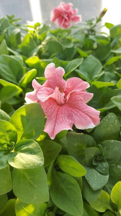 Петуния разная продам