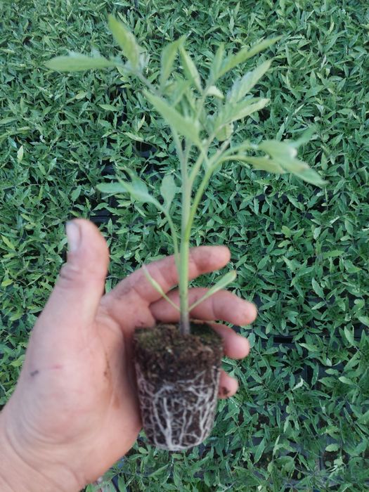 Rasaduri de legume Profesionale...