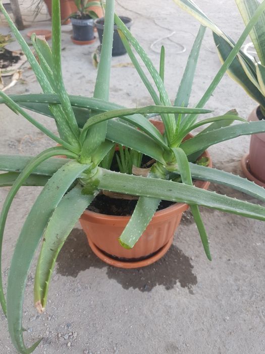 Алоэ гүлі сатылады . 2 3 жылдық.