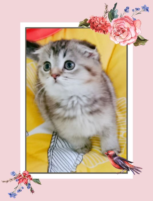 Scottish fold gold girl