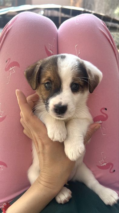 Джек Рассел щенки СКК, FCI