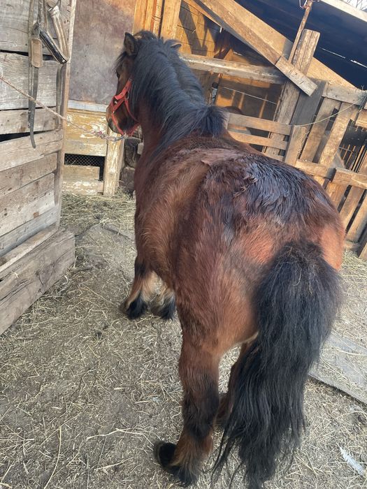 De vânzare poneița gasdanda