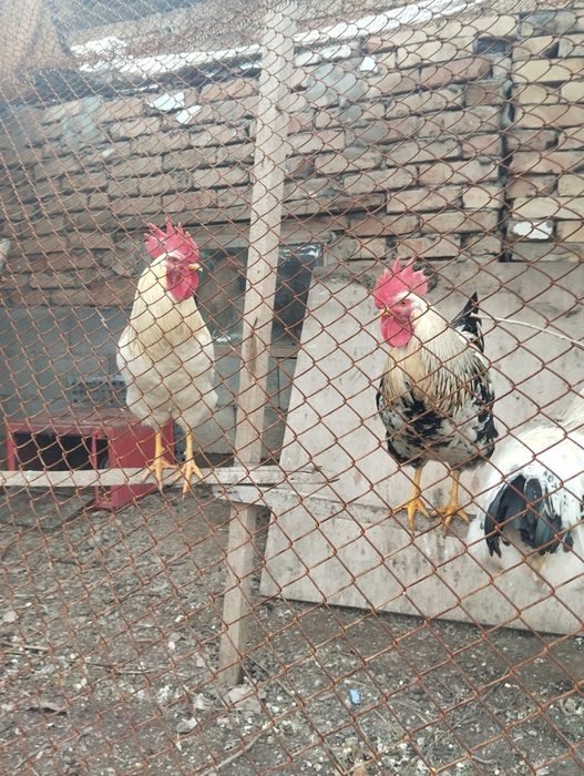 Продам петухов разные