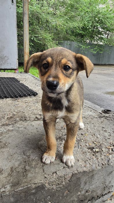 Щенок, девочка 1,5 месяца